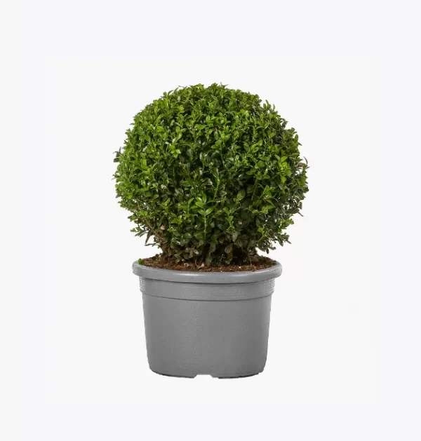 product-image-4_optimized Minim Veniam