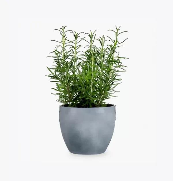 product-image-5_optimized Minim Veniam